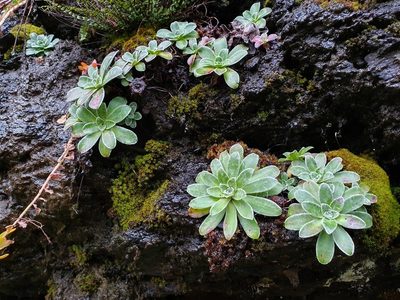 Saxifraga cotyledon, photographed by Michael D. Pirie