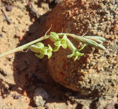 Dipcadi brevifolium, photographed by linkie