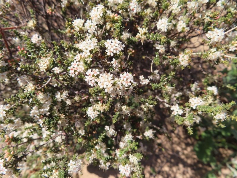 Macrostylis crassifolia, photographed by linkie