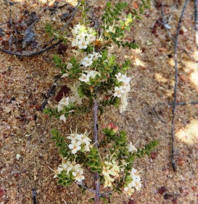 Macrostylis crassifolia, photographed by linkie