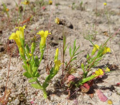 Lagenias pusillus, photographed by linkie