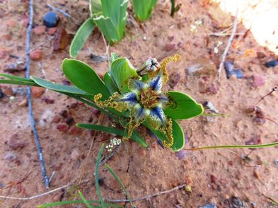 Ferraria uncinata, photographed by linkie