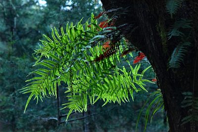 Polypodium rhodopleuron, photographed by Alan Rockefeller