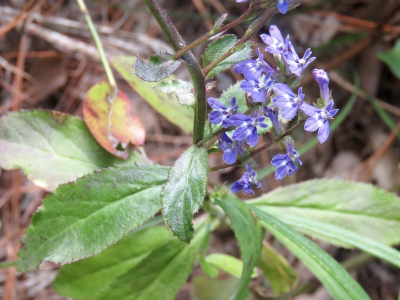 Lobelia reverchonii, photographed by Laura Clark