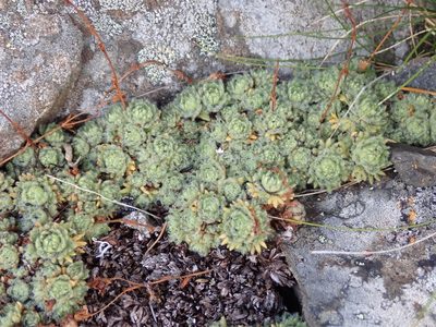 Saxifraga cespitosa, photographed by John Brew