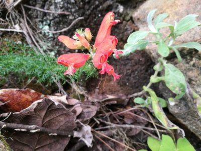 Lamourouxia multifida, photographed by Robert Martin