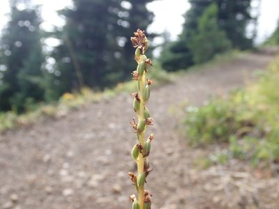 Platanthera unalascensis, photographed by John Brew