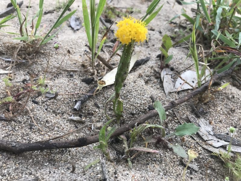 Podotheca gnaphalioides, photographed by Ann Bentley