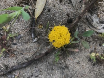 Podotheca gnaphalioides, photographed by Ann Bentley