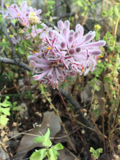 Petrophile linearis, photographed by Samuel Brown
