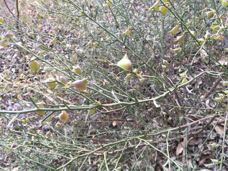 Daviesia physodes, photographed by Samuel Brown