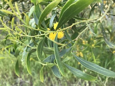 Acacia rostellifera, photographed by Ann Bentley