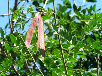 Leucaena lanceolata, photographed by Francisco Farriols Sarabia