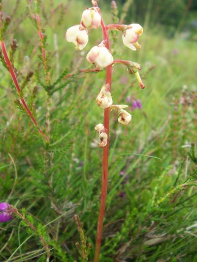Pyrola media, photographed by Rhonda Ridley