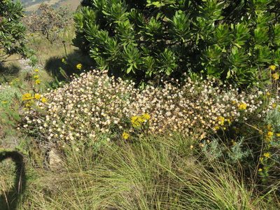 Helichrysum wilmsii, photographed by Simon Tonge