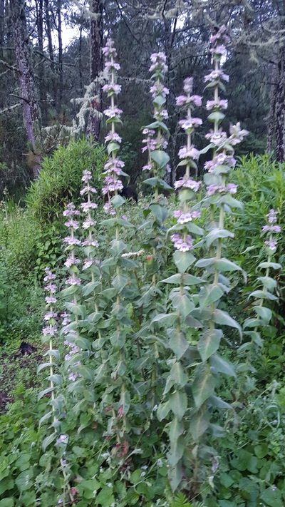 Penstemon perfoliatus, photographed by Eugenio Padilla