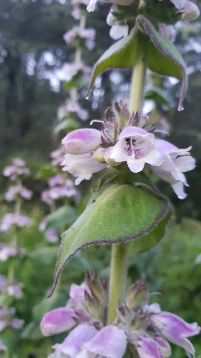 Penstemon perfoliatus, photographed by Eugenio Padilla