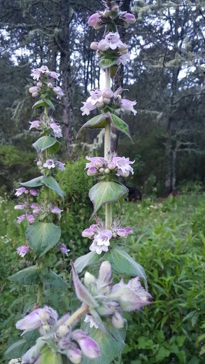Penstemon perfoliatus, photographed by Eugenio Padilla