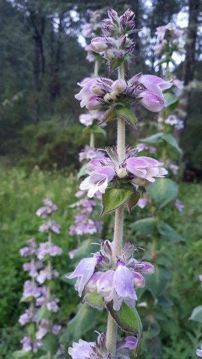 Penstemon perfoliatus, photographed by Eugenio Padilla