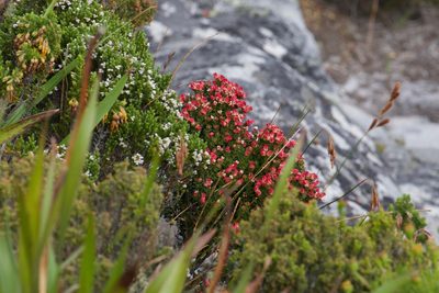 Penaea fucata, photographed by nevwright
