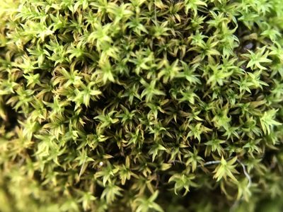 Zygodon viridissimus, photographed by Andrew Melton