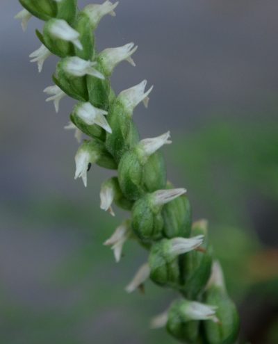 Spiranthes ovalis, photographed by Evan Barker