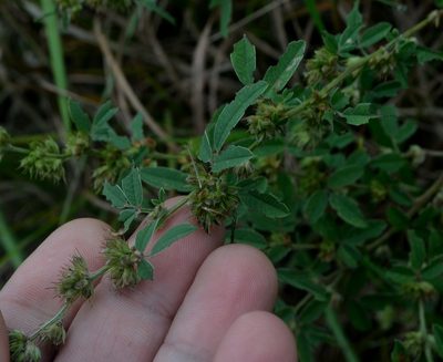 Lespedeza daurica, photographed by Evan Barker