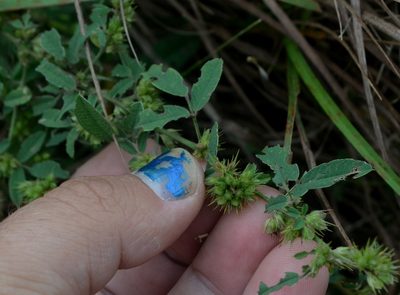 Lespedeza daurica, photographed by Evan Barker