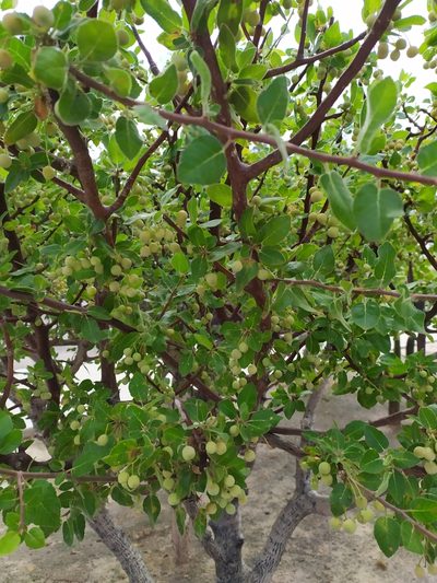 Bursera hindsiana, photographed by Daniela Gámez