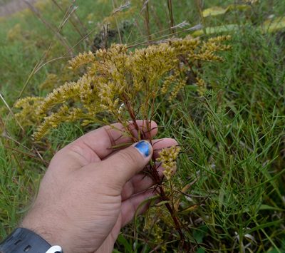 Solidago missouriensis, photographed by Evan Barker