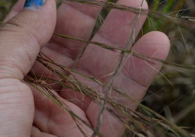 Aristida purpurascens, photographed by Evan Barker