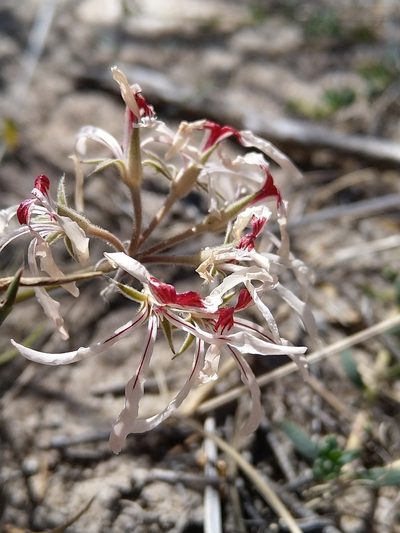 Pelargonium longifolium, photographed by Jacques van der Merwe