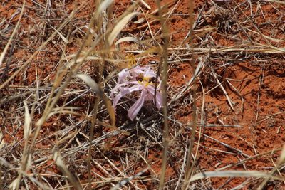 Gethyllis transkarooica, photographed by Tony Rebelo