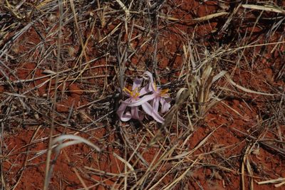 Gethyllis transkarooica, photographed by Tony Rebelo