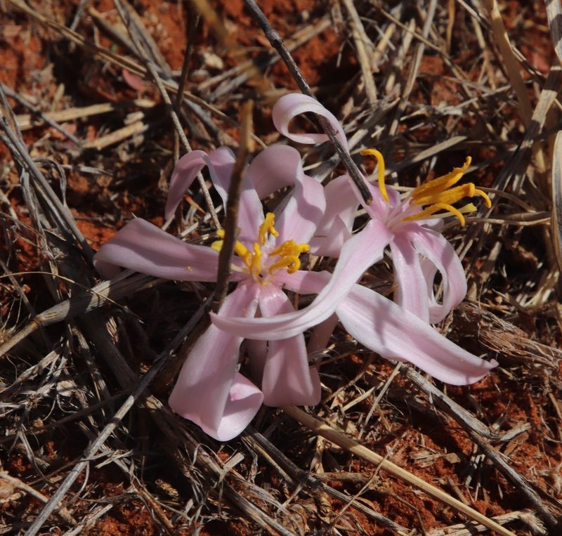 Gethyllis transkarooica, photographed by Tony Rebelo