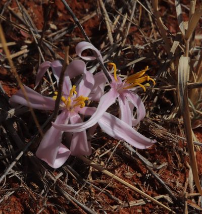 Gethyllis transkarooica, photographed by Tony Rebelo