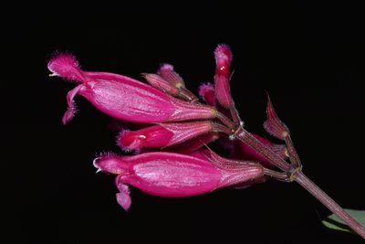 Salvia involucrata, photographed by Alan Rockefeller