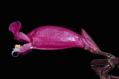 Salvia involucrata, photographed by Alan Rockefeller