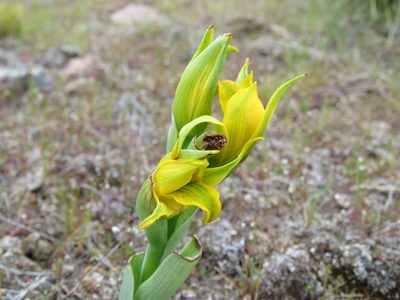 Chloraea alpina, photographed by Nicolas Olejnik
