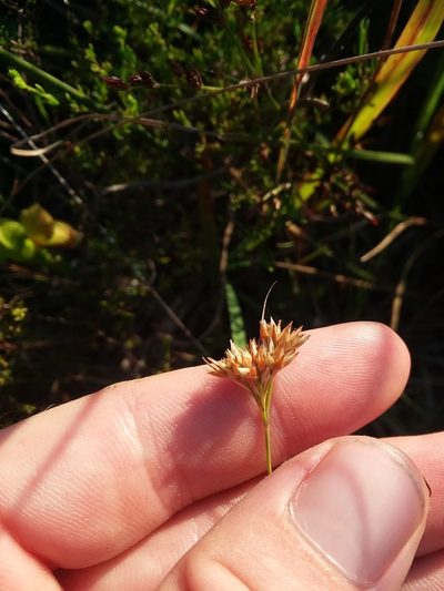 Rhynchospora macra, photographed by Will McFarland