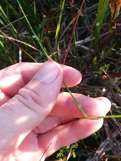 Rhynchospora macra, photographed by Will McFarland