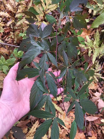 Rubus canadensis, photographed by naturalist charlie