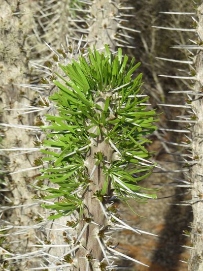 Didierea madagascariensis, photographed by desertnaturalist