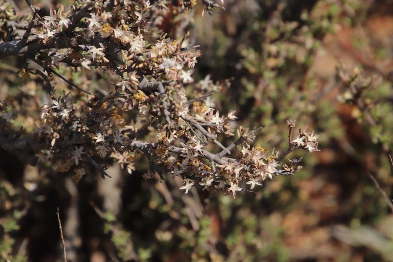 Euryops asparagoides, photographed by Tony Rebelo