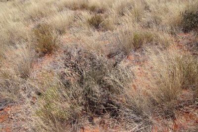 Euryops asparagoides, photographed by Tony Rebelo