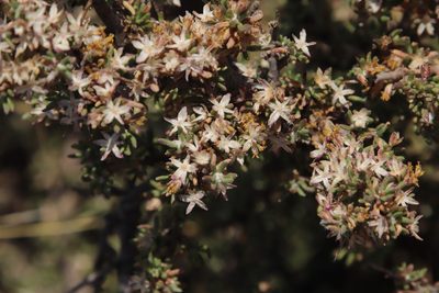 Euryops asparagoides, photographed by Tony Rebelo