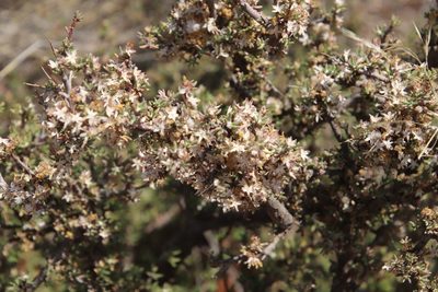 Euryops asparagoides, photographed by Tony Rebelo
