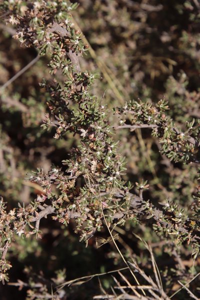 Euryops asparagoides, photographed by Tony Rebelo
