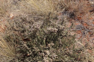 Euryops asparagoides, photographed by Tony Rebelo