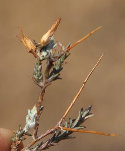 Pterothrix spinescens, photographed by Tony Rebelo